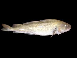 Image result for Gadus morhua