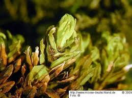 Attēlu rezultāti vaicājumam “Encalypta streptocarpa”