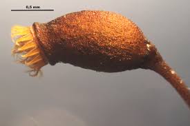 Attēlu rezultāti vaicājumam “Sciuro-hypnum populeum”