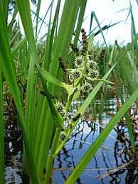 Attēlu rezultāti vaicājumam “Sparganium neglectum fruit”