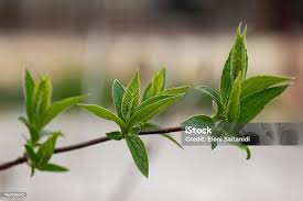 Attēlu rezultāti vaicājumam “Philadelphus coronarius leaf”