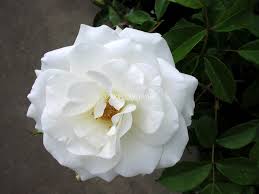 「アイスバーグ」の画像検索結果