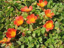 Attēlu rezultāti vaicājumam “Portulaca oleracea”