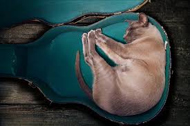 Image result for Cat sleeping in guitar