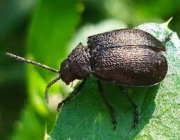 Attēlu rezultāti vaicājumam “Galeruca tanaceti”