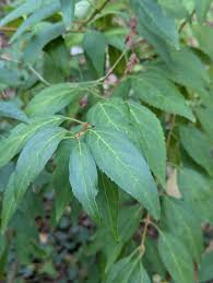 Attēlu rezultāti vaicājumam “Forsythia intermedia”