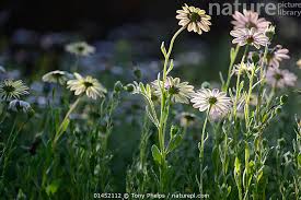 Image result for Dimorphotheca pluvialis