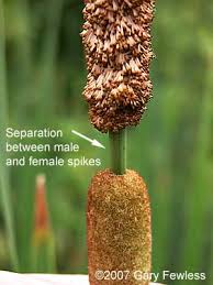 Attēlu rezultāti vaicājumam “Typha angustifolia  leaf”