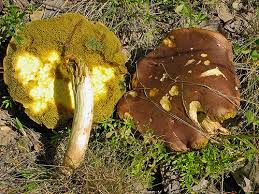 Attēlu rezultāti vaicājumam “Xerocomus subtomentosus”