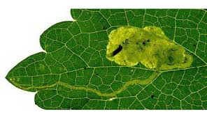 Attēlu rezultāti vaicājumam “Lamium album leaf”