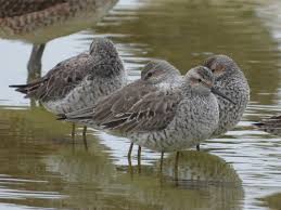 Image result for Calidris himantopus