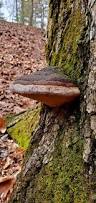 Attēlu rezultāti vaicājumam “Phellinus igniarius”