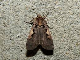 Attēlu rezultāti vaicājumam “Xestia c-nigrum”