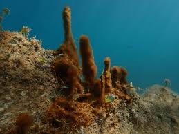 Attēlu rezultāti vaicājumam “Cyanophyta”