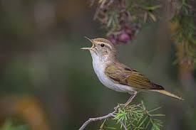 Image result for Phylloscopus orientalis