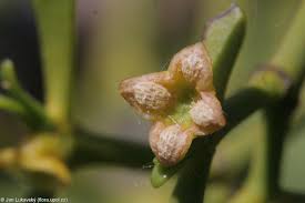 Attēlu rezultāti vaicājumam “Viscum album female flower”