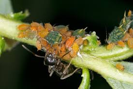 Attēlu rezultāti vaicājumam “Aphis farinosa”