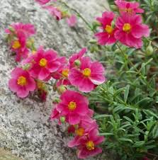 Attēlu rezultāti vaicājumam “Helianthemum x hybridum flower”