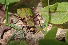 Attēlu rezultāti vaicājumam “Cicindela campestris”