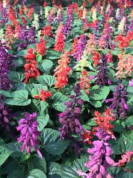 Image result for Salvia splendens