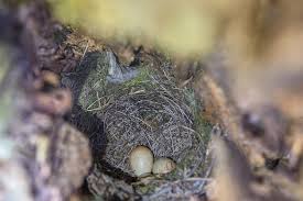 Attēlu rezultāti vaicājumam “Erithacus rubecula nest”