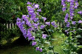 Image result for Campanula formanekiana