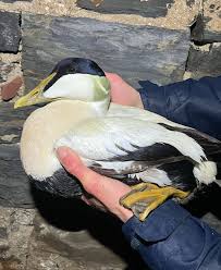 Attēlu rezultāti vaicājumam “Somateria mollissima juvenile”