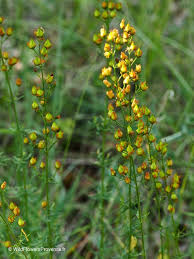 Attēlu rezultāti vaicājumam “Galium verum flower”
