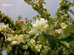Attēlu rezultāti vaicājumam “Malus mandshurica”