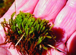 Attēlu rezultāti vaicājumam “Paludella squarrosa”