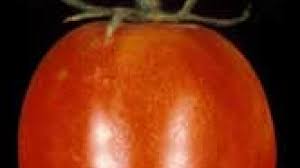 Afbeeldingsresultaat voor CDB tomato