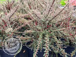 Attēlu rezultāti vaicājumam “Cotoneaster multiflorus leaf”
