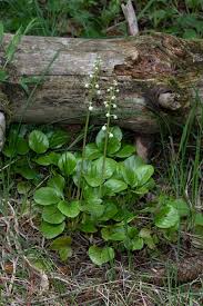 Attēlu rezultāti vaicājumam “Pyrola rotundifolia”