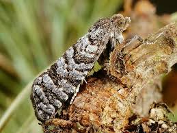 Attēlu rezultāti vaicājumam “Retinia resinella”