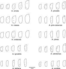 Attēlu rezultāti vaicājumam “Antrodia crassa”