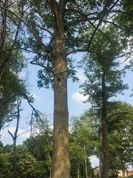 Attēlu rezultāti vaicājumam “Juglans cinerea”