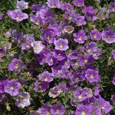 Image result for Nierembergia