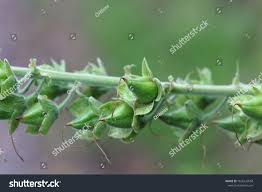 Attēlu rezultāti vaicājumam “Digitalis purpurea fruit”