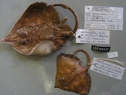 Image result for Dipturus laevis