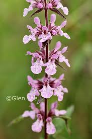 Attēlu rezultāti vaicājumam “Stachys palustris flower”