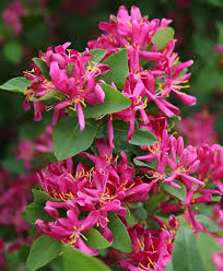 Attēlu rezultāti vaicājumam “Lonicera tatarica flower”