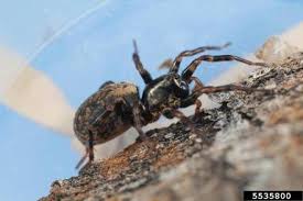 Attēlu rezultāti vaicājumam “Lycosidae”