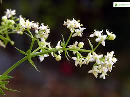 Attēlu rezultāti vaicājumam “Galium schultesii flower”