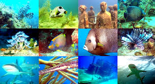 Image result for Harlow Sub-Aqua Club