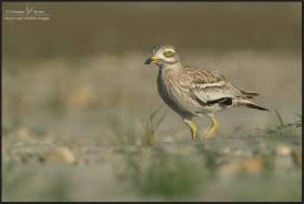 Image result for Burhinus oedicnemus