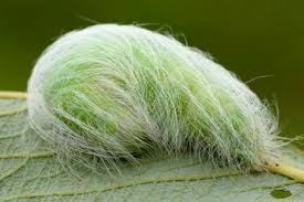 Attēlu rezultāti vaicājumam “Zygaena cocoon”