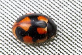 Attēlu rezultāti vaicājumam “Coccinella hieroglyphica”