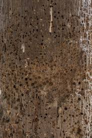 Attēlu rezultāti vaicājumam “Anobium pertinax”