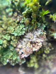 Attēlu rezultāti vaicājumam “Vouauxiomyces santessonii”