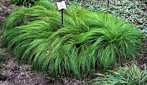 Attēlu rezultāti vaicājumam “Carex x bakkeriana”